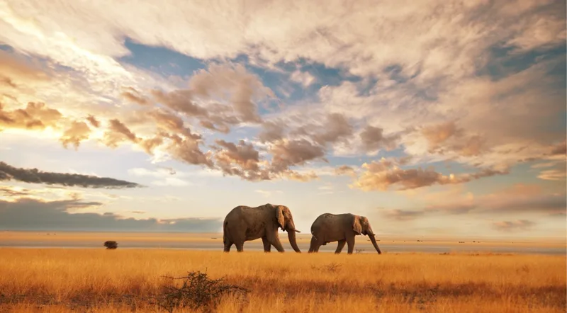 Amboseli elephants with Kilimanjaro backdrop — iconic Kenya safari image