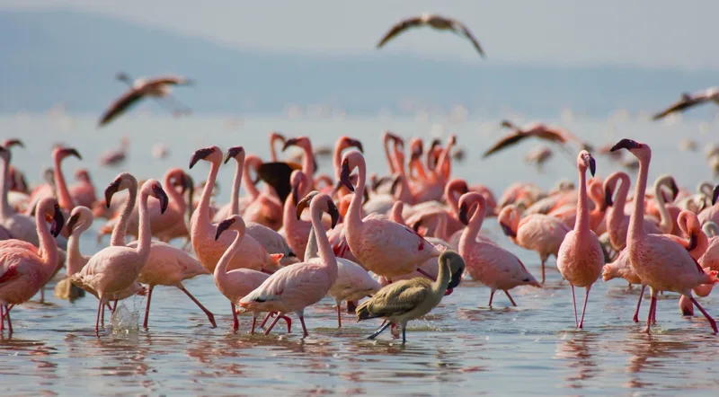 Lake Nakuru flamingos and rhinos — Kenya safari park near the Rift Valley