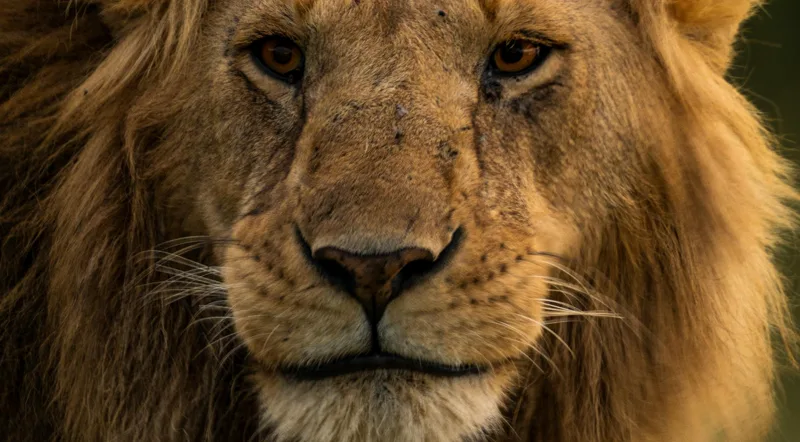 Ol Pejeta northern white rhinos and chimpanzees — Kenya safari conservancy