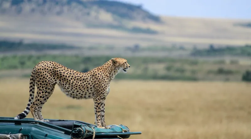 Samburu Special Five wildlife — northern Kenya safari park