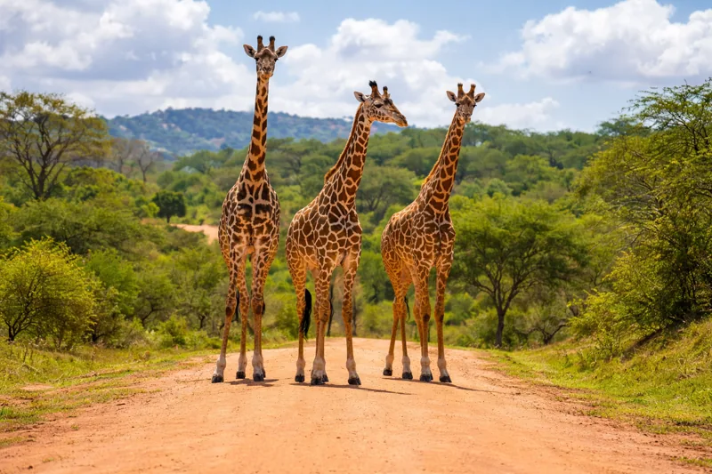 Tsavo East red elephants and savannah — Kenya safari from Mombasa